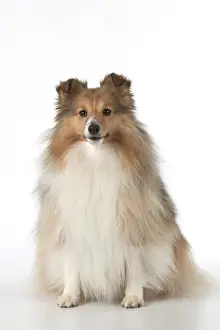 Shelties: Dog Shetland Sheepdog in studio