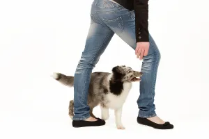Tricks: Dog - Shetland Sheepdog in studio dog dancing with owner