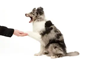 Tricks: Dog - Shetland Sheepdog in studio shaking paws