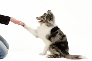 Tricks: Dog - Shetland Sheepdog in studio shaking paws