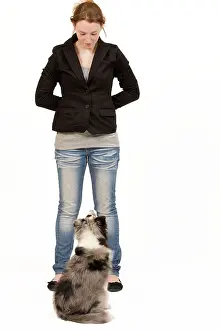 Obedience: Dog - Shetland Sheepdog in studio being trained by owner
