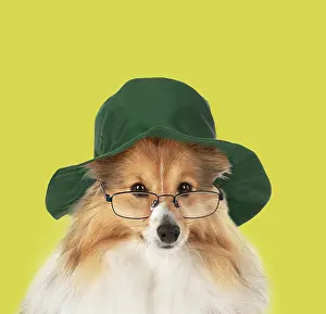 Spectacles: DOG. Shetland Sheepdog wearing glasses and Ranger