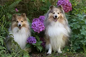 Geraniums: Dog Shetland Sheepdogs