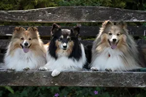Seat: Dog Shetland Sheepdogs