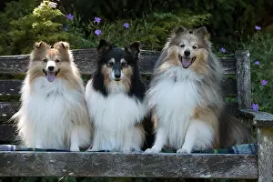 Seat: Dog Shetland Sheepdogs