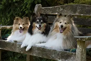 Seat: Dog Shetland Sheepdogs
