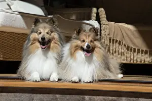 Shelties: Dog Shetland Sheepdogs