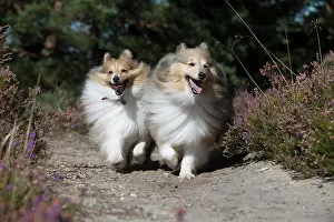 Shelties: Dog Shetland Sheepdogs