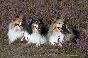 Shelties: Dog Shetland Sheepdogs