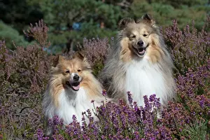 Shelties: Dog Shetland Sheepdogs