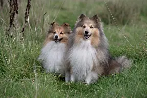 Shelties: Dog Shetland Sheepdogs / Sheltie in long grass, autumn
