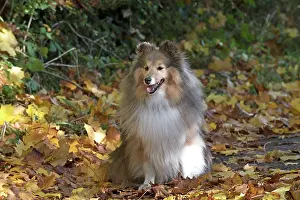 Shelties: Dog