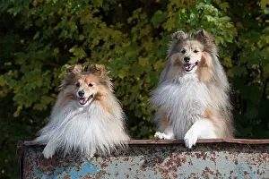 Trailer: Dog