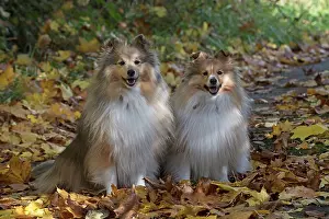 Shelties: Dog