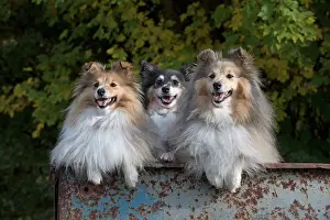 Trailer: Dog