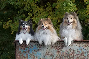 Trailer: Dog