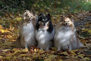 Shelties: Dog