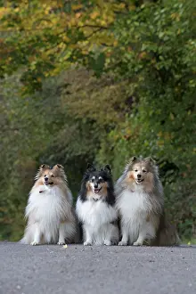 Shelties: Dog