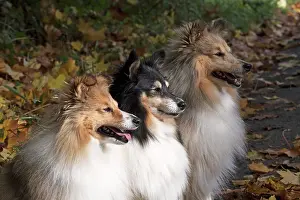 Shelties: Dog