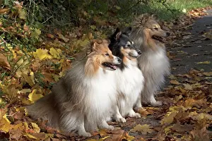 Shelties: Dog