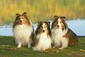 Lakeshore: Dog - Three Shetland Sheepdogs sitting in grass by lakeshore