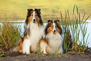 Lakeshore: Dog - Two Shetland Sheepdogs sitting by Lakeshore