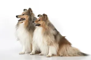 Shelties: Dog Shetland Sheepdogs in studio