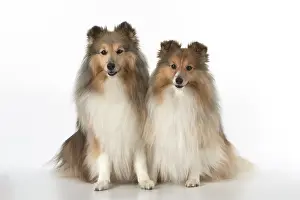 Shelties: Dog Shetland Sheepdogs in studio
