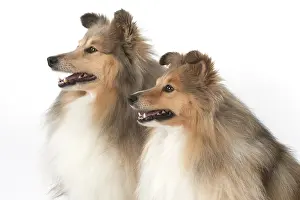 Shelties: Dog Shetland Sheepdogs in studio