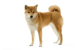 Brushwood: Dog - Shiba Inu