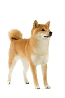 Brushwood: Dog - Shiba Inu