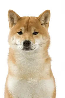 Brushwood: Dog - Shiba Inu