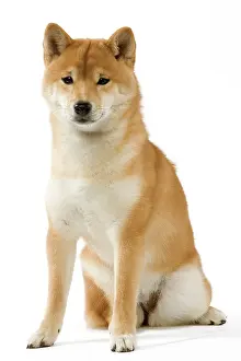 Brushwood: Dog - Shiba Inu