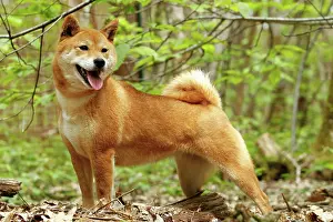 Inus: Dog - Shiba Inu