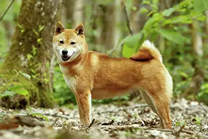 Inus: Dog - Shiba Inu