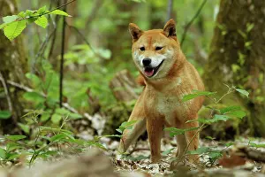 Inus: Dog - Shiba Inu