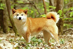 Inus: Dog - Shiba Inu