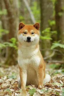 Inus: Dog - Shiba Inu