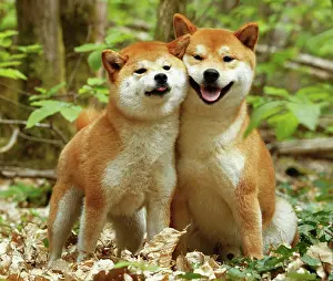 Inus: Dog - Shiba Inu
