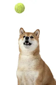 Inus: DOG. Shiba Inu, adult, catching a ball, studio