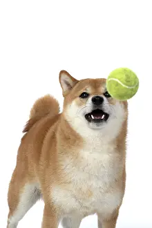 Inus: DOG. Shiba Inu, adult, catching a ball, studio