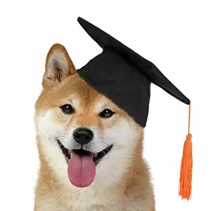 Inus: DOG. Shiba Inu, adult, sitting, portrait, face expression, sm