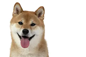 Inus: DOG. Shiba Inu, adult, sitting, portrait, face expression, sm