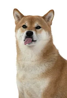 Inus: DOG. Shiba Inu, adult, sitting, portrait, face expression, s