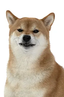 Inus: DOG. Shiba Inu, adult, sitting, portrait, face expression, s