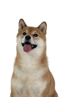 Inus: DOG. Shiba Inu, adult, sitting, portrait, face expression, s