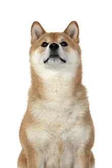 Inus: DOG. Shiba Inu, adult, sitting, portrait, face expression, s