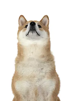Inus: DOG. Shiba Inu, adult, sitting, portrait, face expression, s