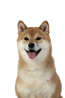 Inus: DOG. Shiba Inu, adult, sitting, portrait, face expression, sm