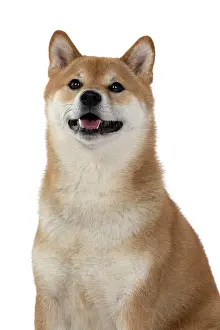 Inus: DOG. Shiba Inu, adult, sitting, portrait, face expression, s